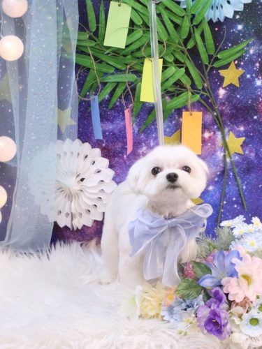 20250705みるくくん